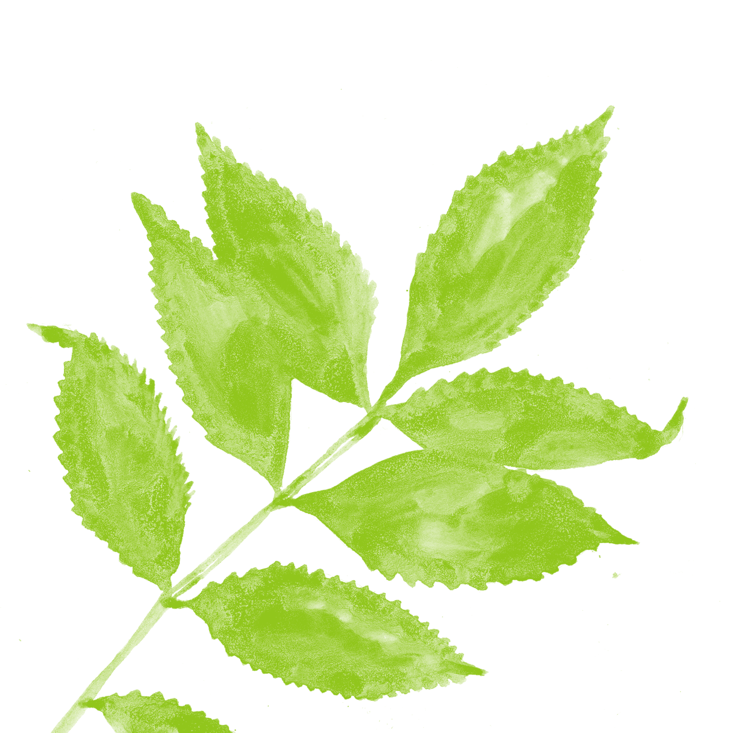illlustration-ash-leaves.png