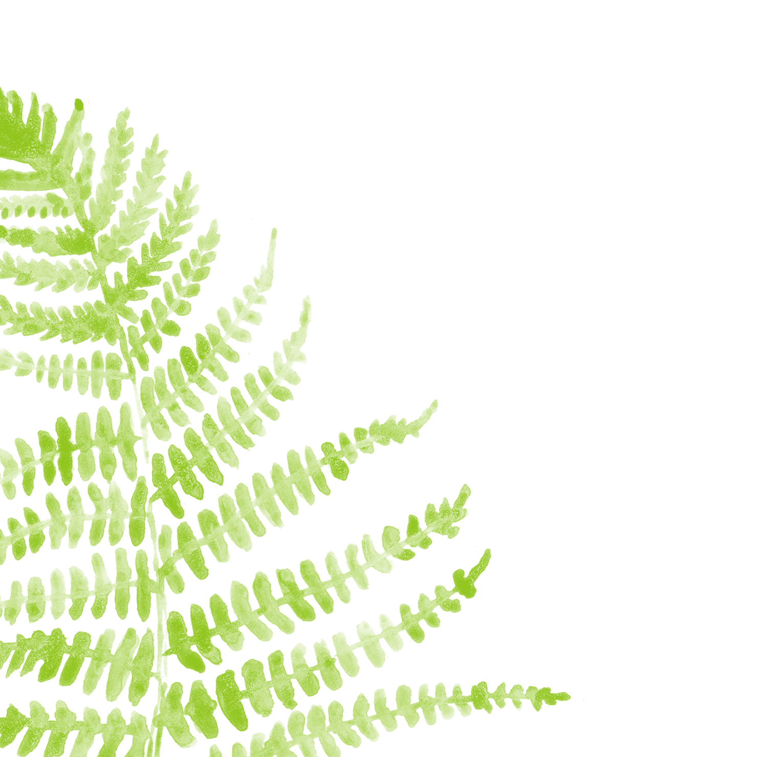 illlustration-fern.png