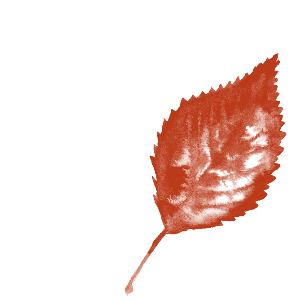Leaf Illustration