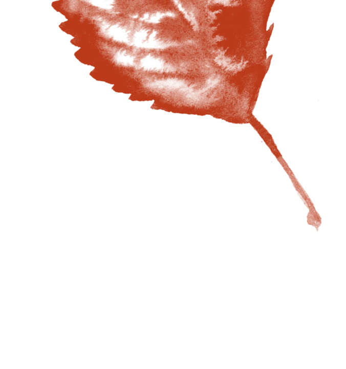 Leaf Illustration